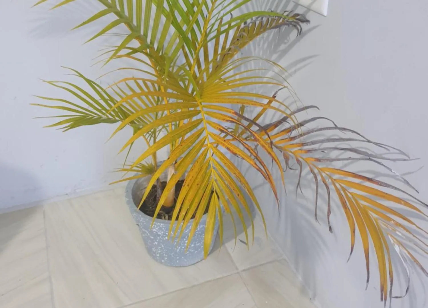 Vendégház Cozy Retreat Hotel Kelly Village Trinidad és Tobago
